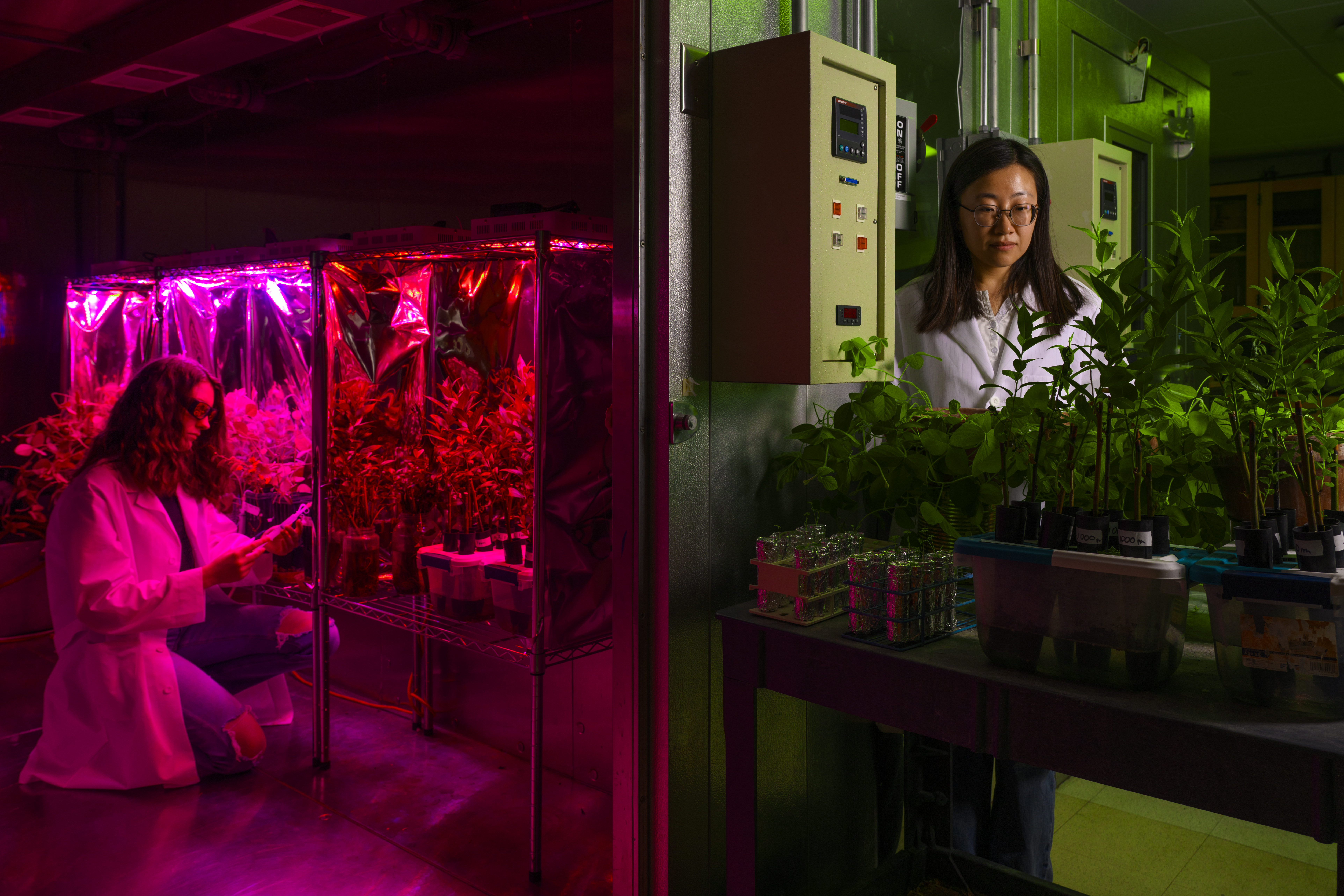 Student working in the grow chamber
